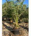 Canary Islands Palm (Phoenix canariensis)