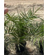 Canary Islands Palm (Phoenix canariensis)