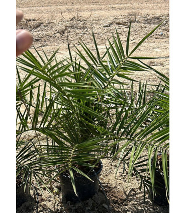 Canary Islands Palm (Phoenix canariensis)