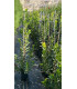 Strawberry tree (Arbutus unedo)