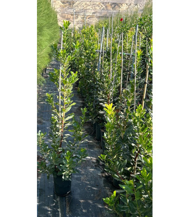 Strawberry tree (Arbutus unedo)