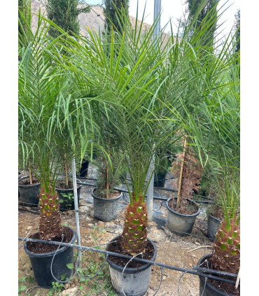Phoenix Roebelleni