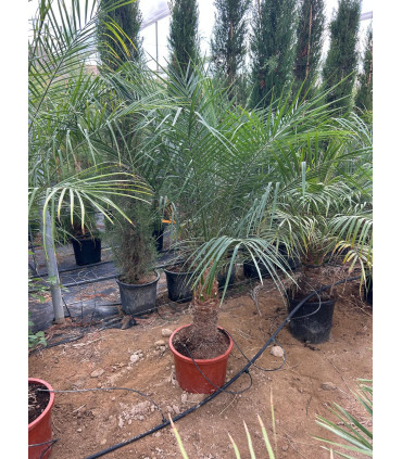 Phoenix Roebelleni