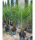 Phoenix Roebelleni