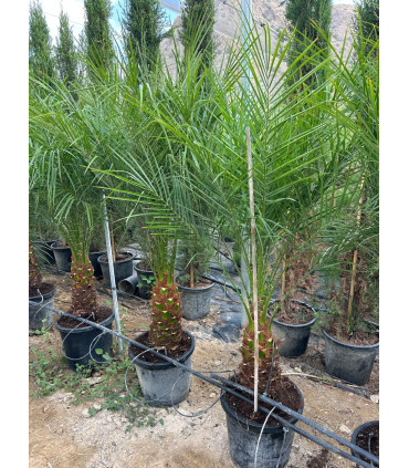 Phoenix Roebelleni