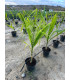 Coco Plumoso (Syagrus romanzoffianum)