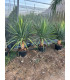 Drago Canario (Dracaena draco)