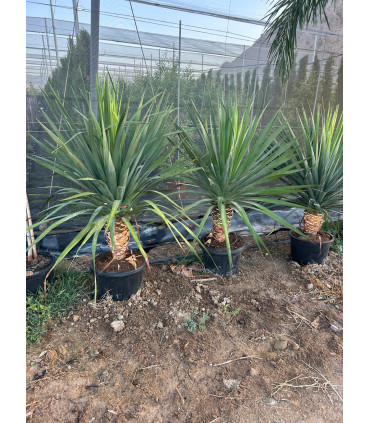 Canary Island Dragon Tree (Dracaena draco)