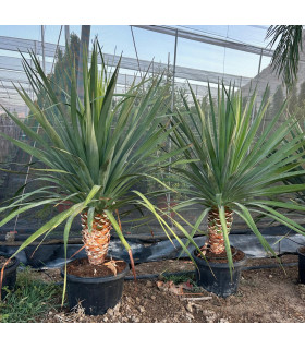 Drago Canario (Dracaena draco)
