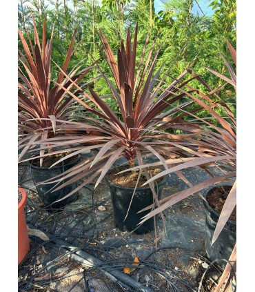 Dracena indivisa (Cordyline indivisa) RED