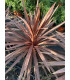 Dracena indivisa (Cordyline indivisa) RED