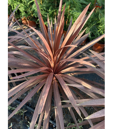 Dracena indivisa (Cordyline indivisa) RED