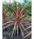 Dracena indivisa (Cordyline indivisa) RED