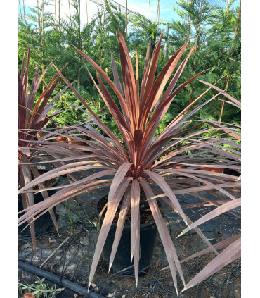Dracena indivisa (Cordyline indivisa) RED