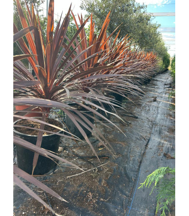 Dracena indivisa (Cordyline indivisa) RED