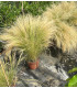 Stipa tenuissima "Pony tails"