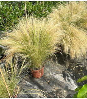 Stipa tenuissima "Pony tails"