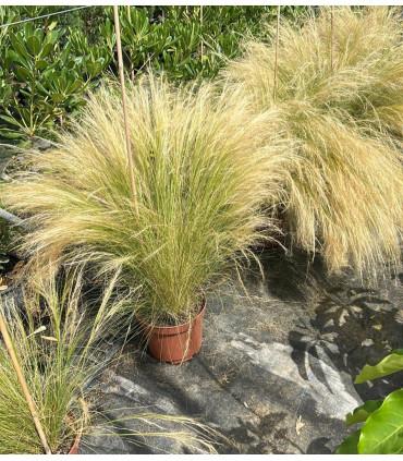 Stipa tenuissima "Pony tails"