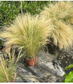 Stipa tenuissima "Pony tails"
