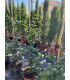 Aligustre japonés (Ligustrum japonicum)