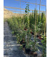Aligustre japonés (Ligustrum japonicum)