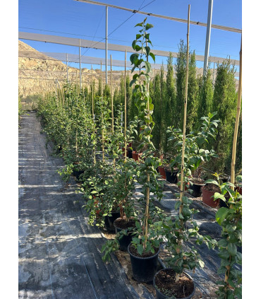 Aligustre japonés (Ligustrum japonicum)
