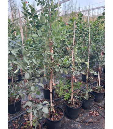 Terebrinto (Pistacia terebrinthus)