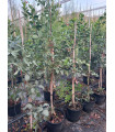 Terebrinto (Pistacia terebrinthus)