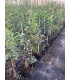 Terebrinth (Pistacia terebrinthus)