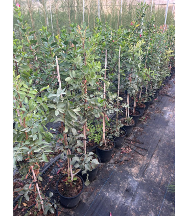 Terebrinto (Pistacia terebrinthus)