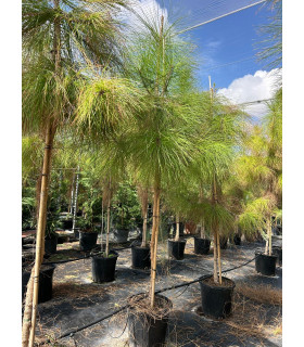 Canary Island Pine (Pinus canariensis)