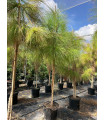 Pino Canario (Pinus canariensis)