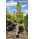 Canary Island Pine (Pinus canariensis)