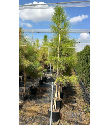 Pino Canario (Pinus canariensis)