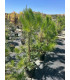 Pino Piñonero (Pinus pinea)
