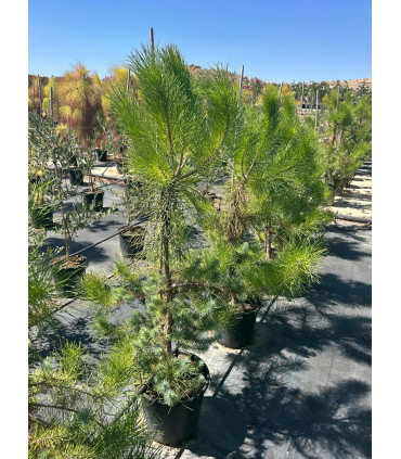 Stone Pine (Pinus pinea)