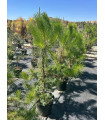 Stone Pine (Pinus pinea)