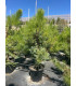 Pino Piñonero (Pinus pinea)
