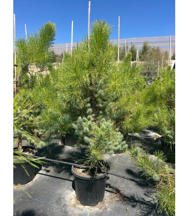 Stone Pine (Pinus pinea)