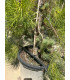 Pino Piñonero (Pinus pinea)