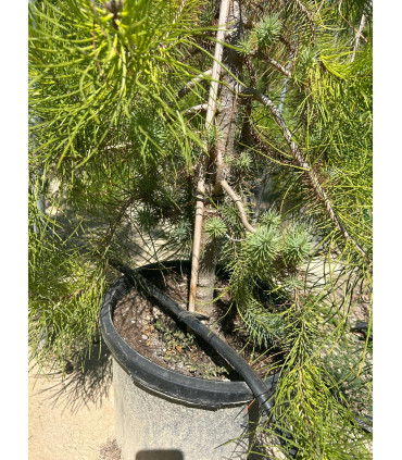 Stone Pine (Pinus pinea)