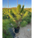 Pino Piñonero (Pinus pinea)