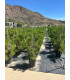 Stone Pine (Pinus pinea)