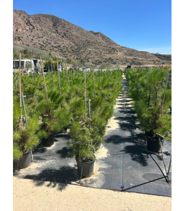 Pino Piñonero (Pinus pinea)