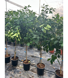 Naranjo "Citrus Sinensis"