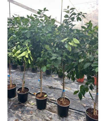 Orange tree "Citrus Sinensis"