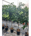 Orange tree "Citrus Sinensis"