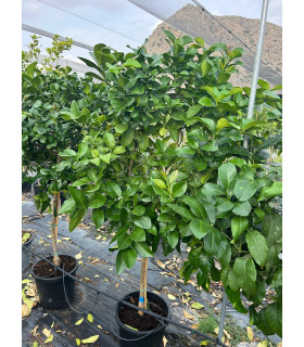 "Citrus Paradise" Grapefruit