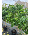 Pomelo "Citrus Paradise"
