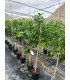 "Citrus Paradise" Grapefruit
